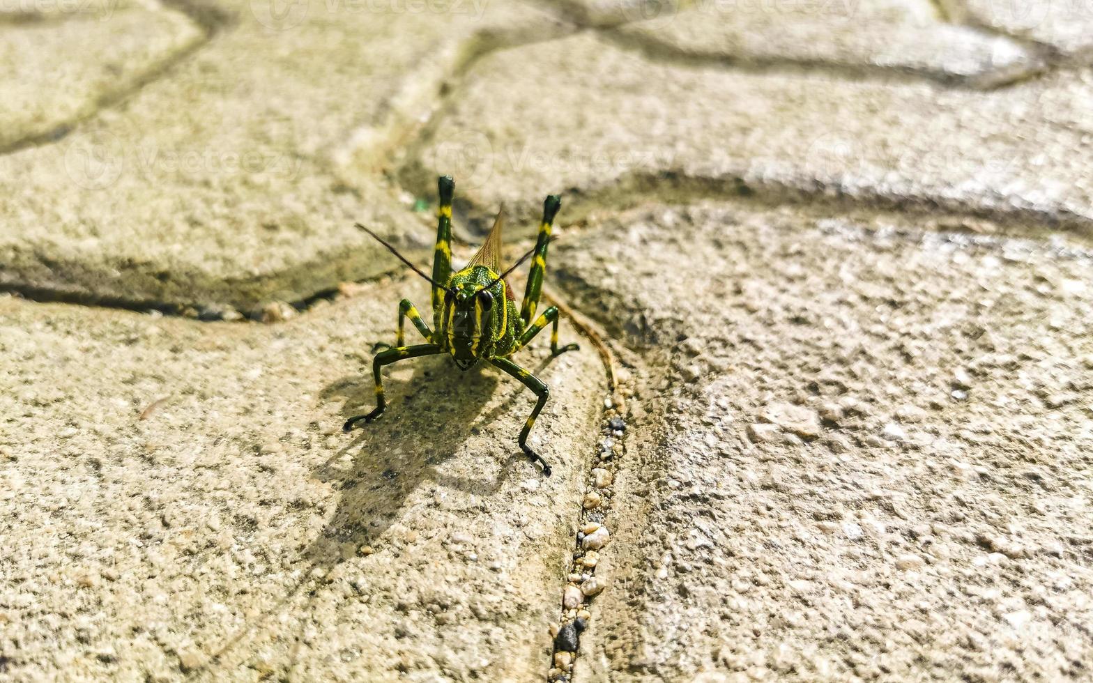 gigante verde saltamontes sentado en suelo en México. foto