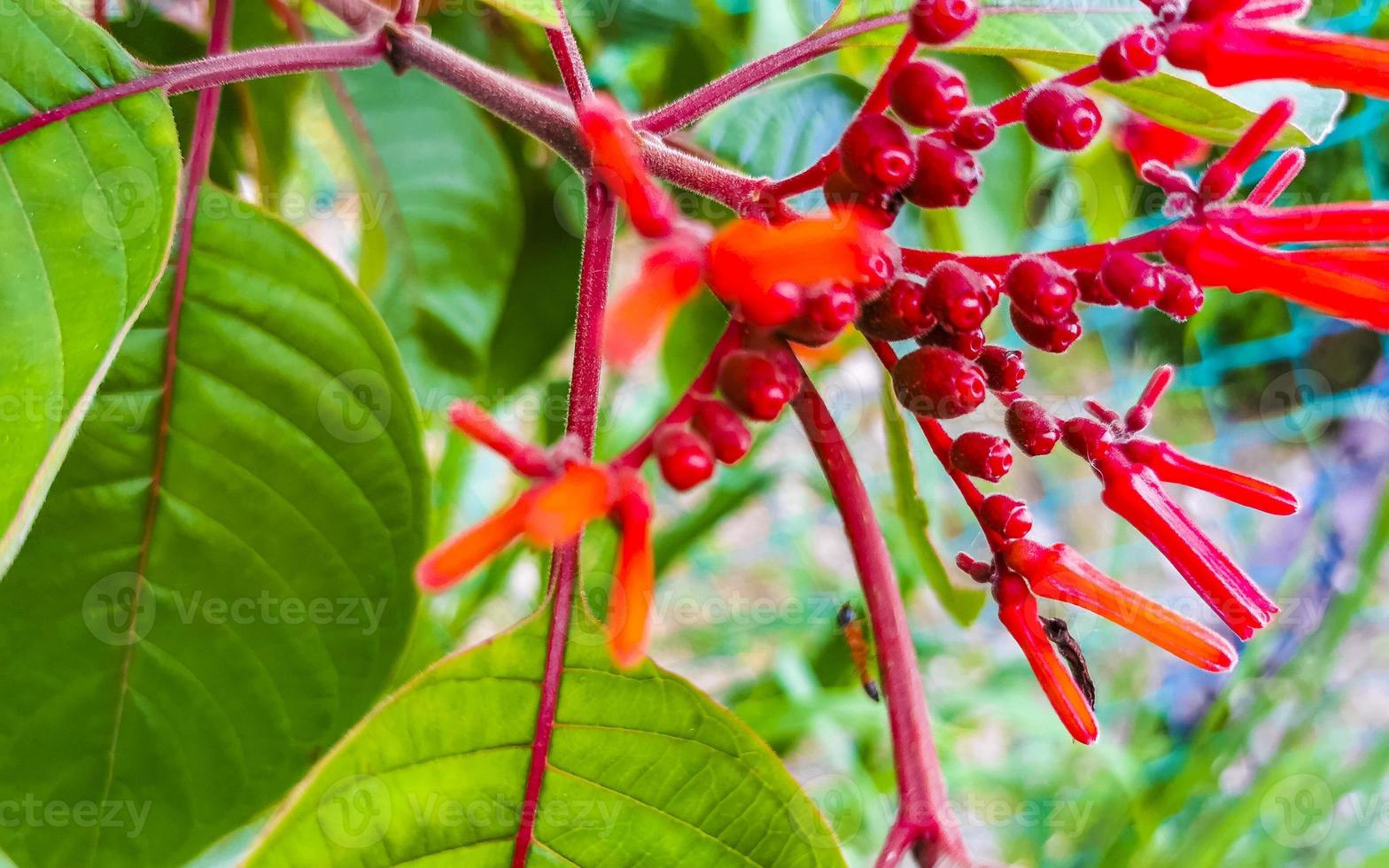 Purple pink red flowers blossoms plants in tropical forest nature Mexico. photo