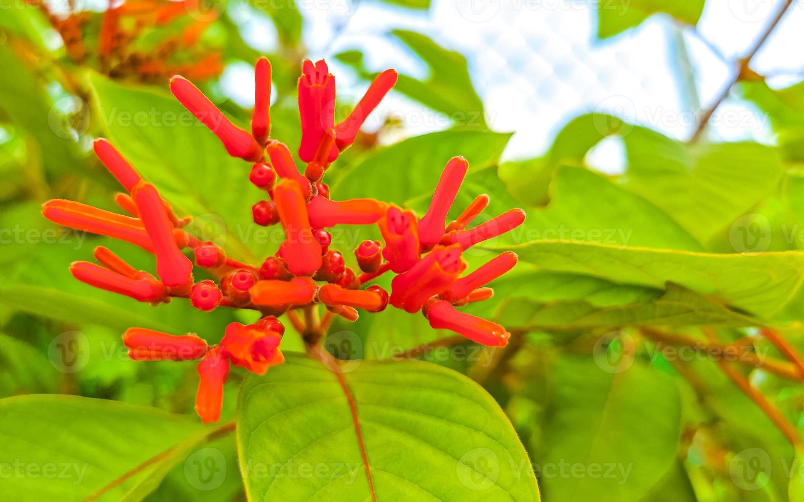 Purple pink red flowers blossoms plants in tropical forest nature Mexico. photo