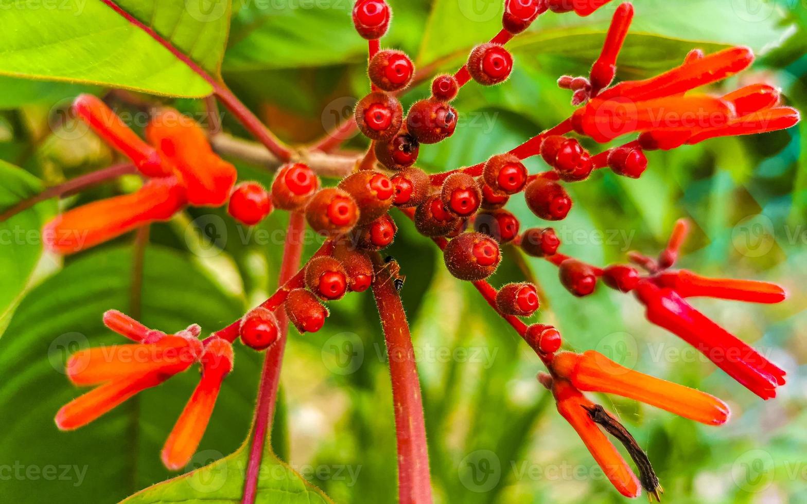 Purple pink red flowers blossoms plants in tropical forest nature Mexico. photo