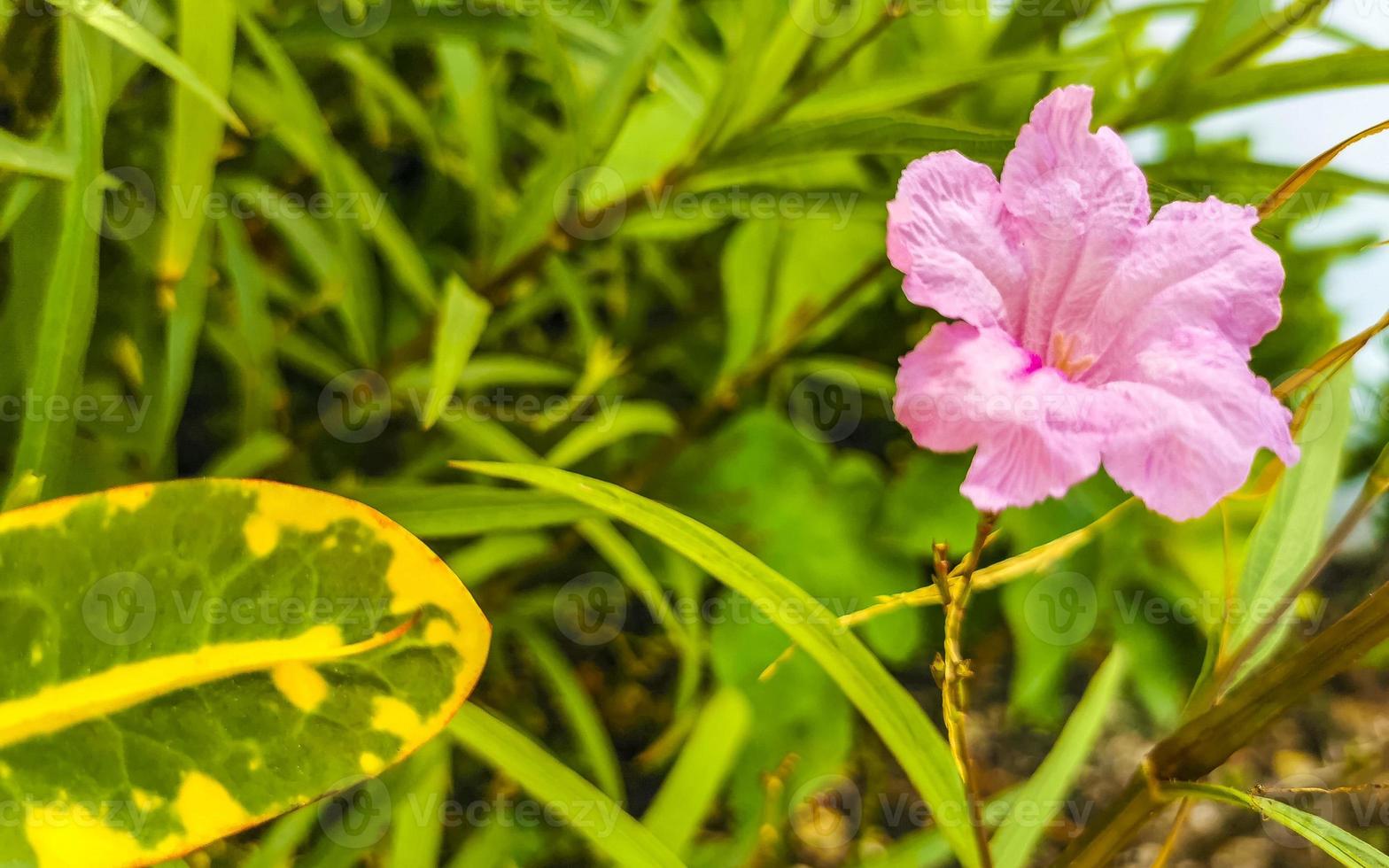 Purple pink red flowers blossoms plants in tropical forest nature Mexico. photo