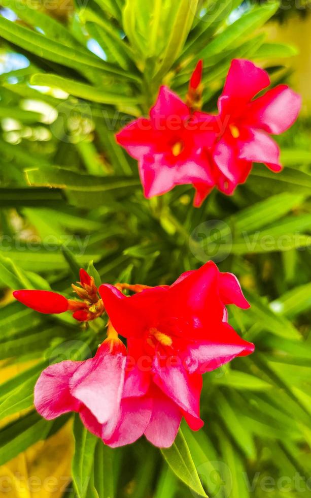 Purple pink red flowers blossoms plants in tropical forest nature Mexico. photo