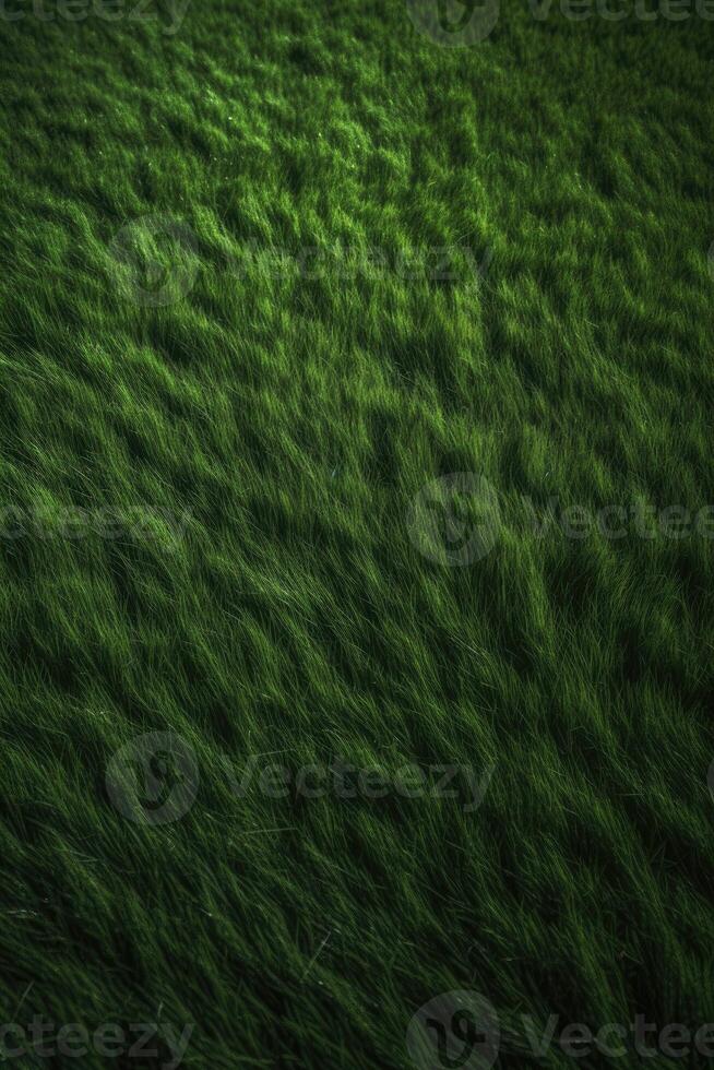 Green grass background texture. Element of design. Abstract green grass background. Green grass texture. . photo