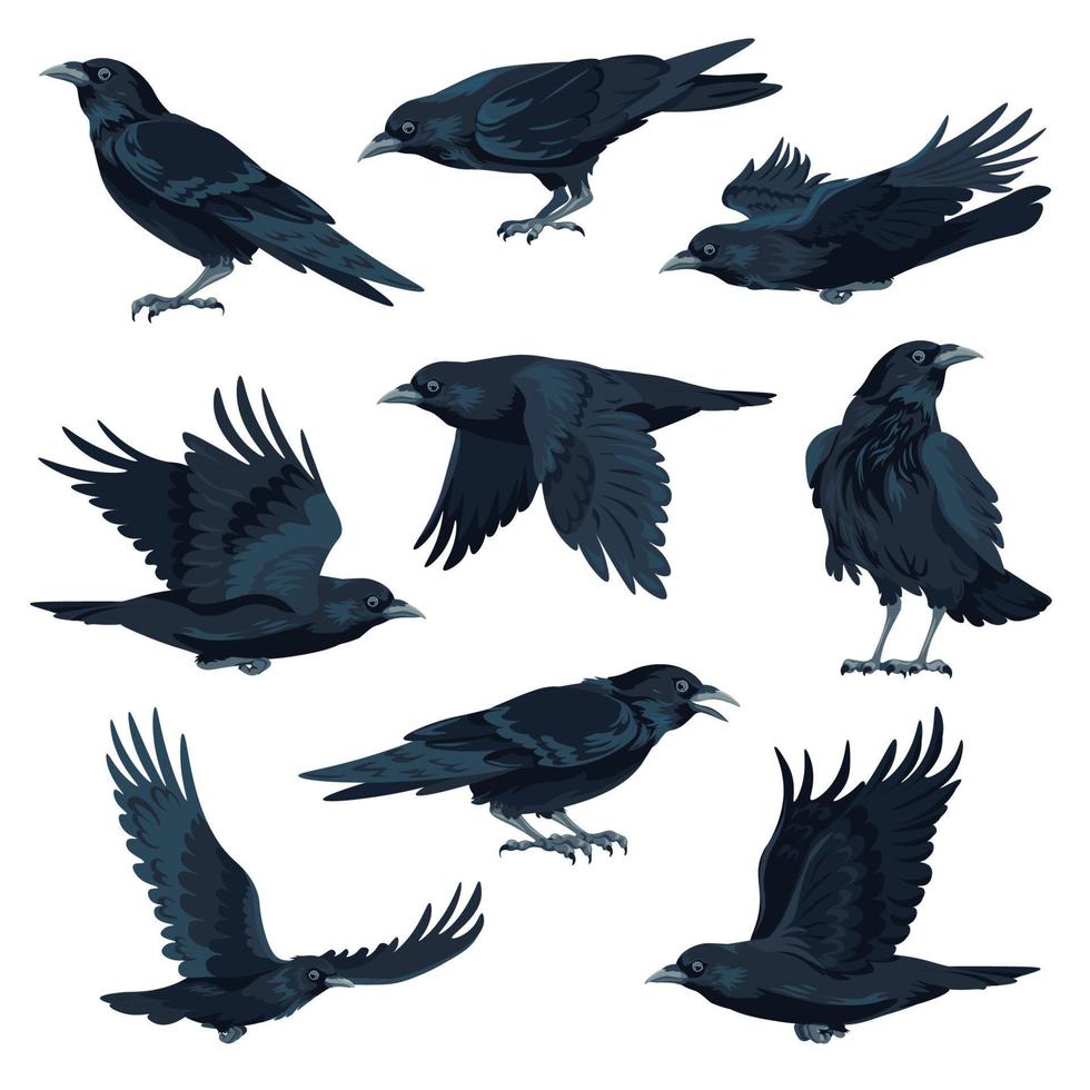 Crow flying and sitting black avian animal vector