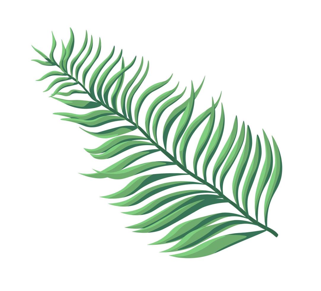 Tropical and exotic foliage and plants, fern decor vector