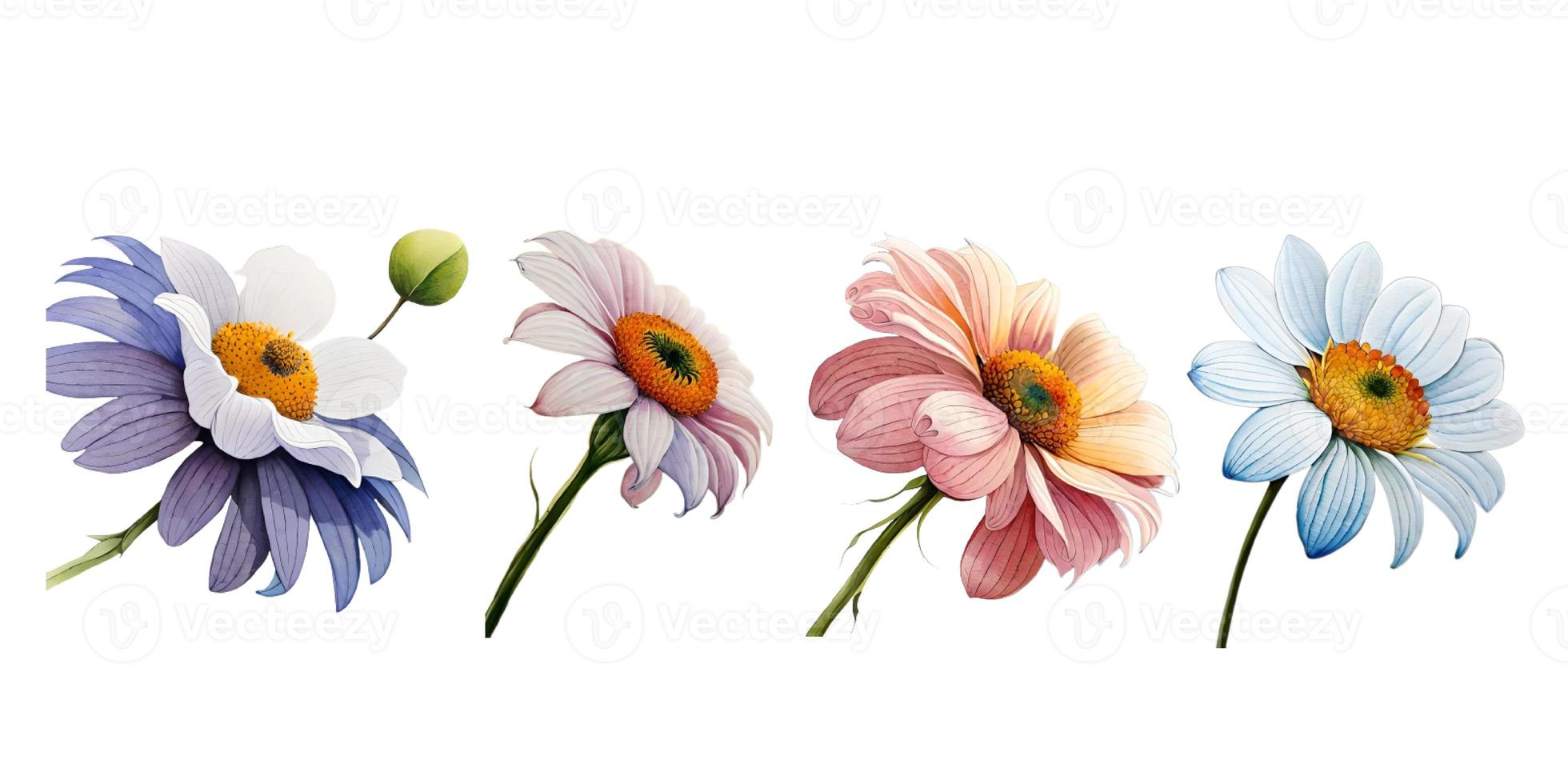 a collection of a set of watercolor flowers, used for wedding invitations and others photo