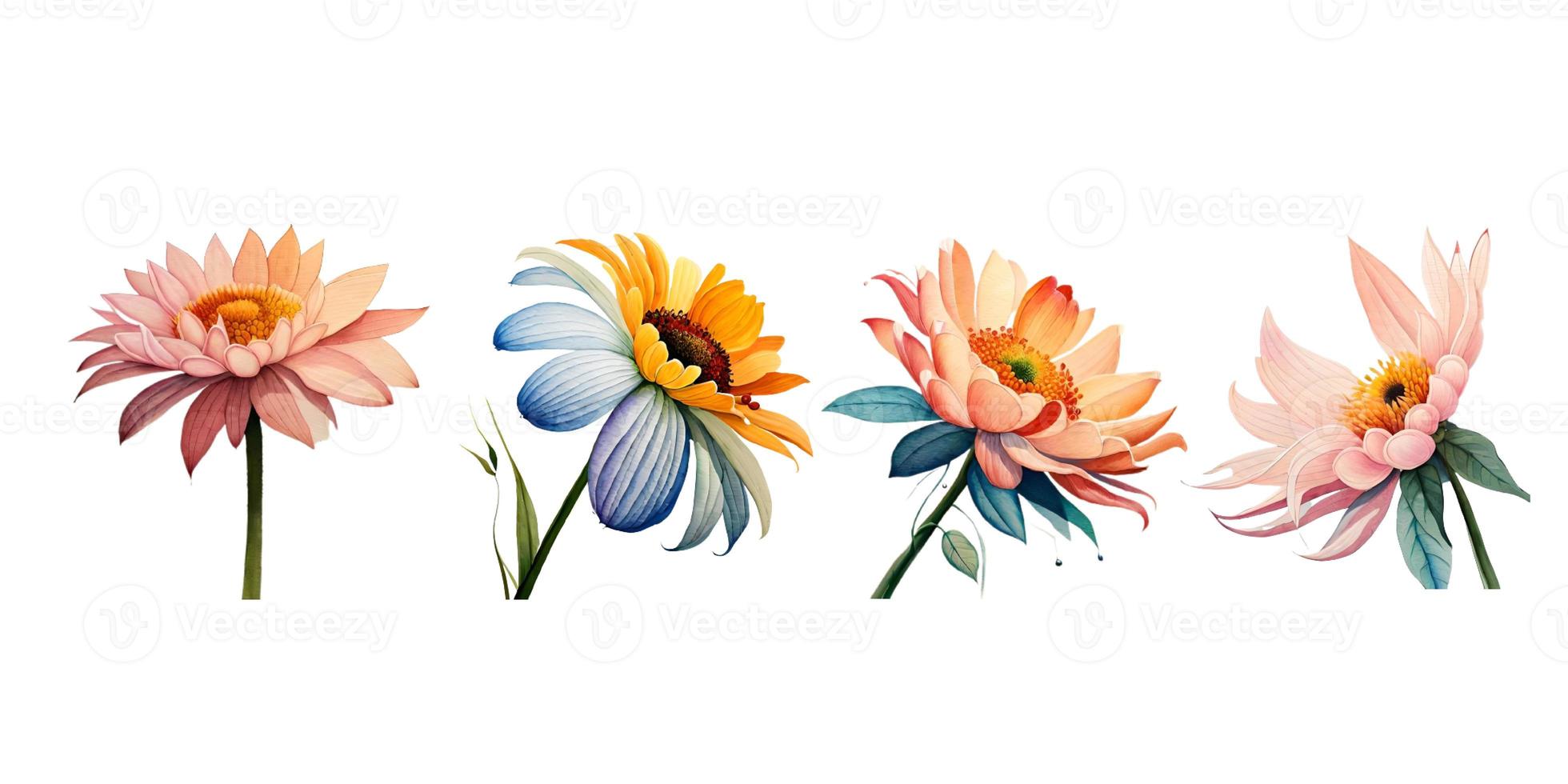 a collection of a set of watercolor flowers, used for wedding invitations and others photo