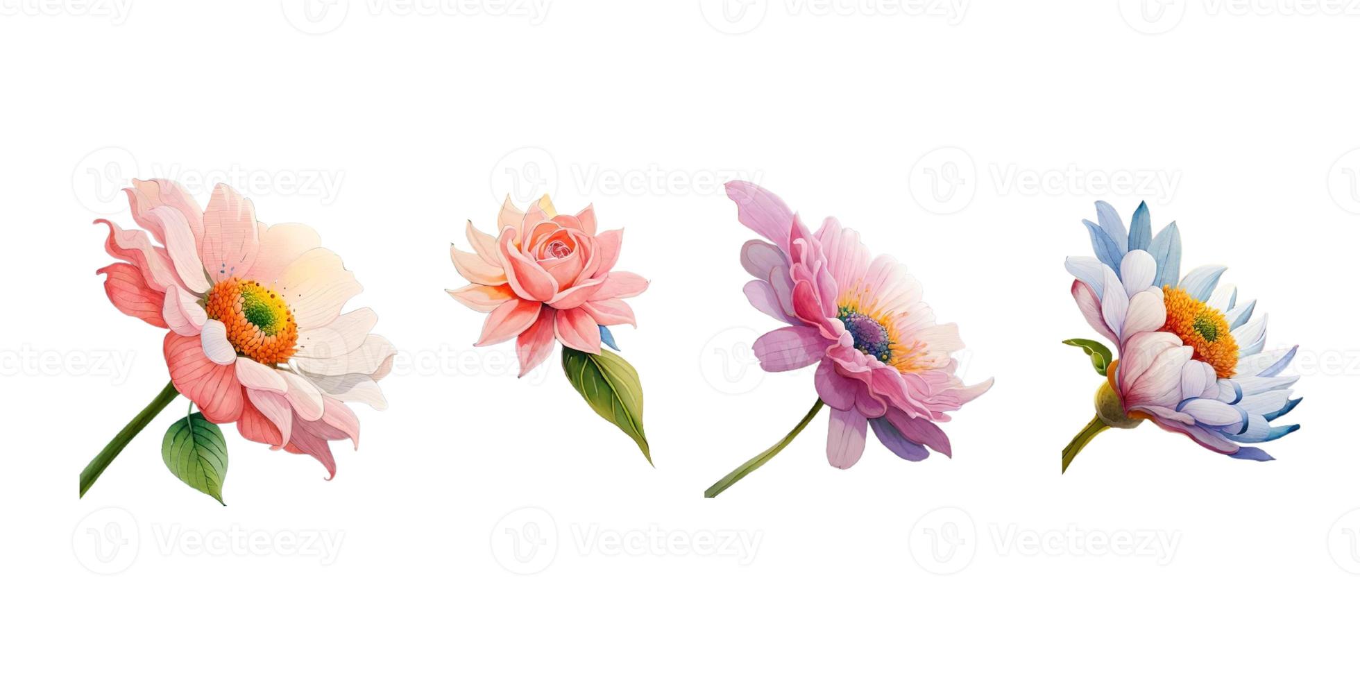 a collection of a set of watercolor flowers, used for wedding invitations and others photo