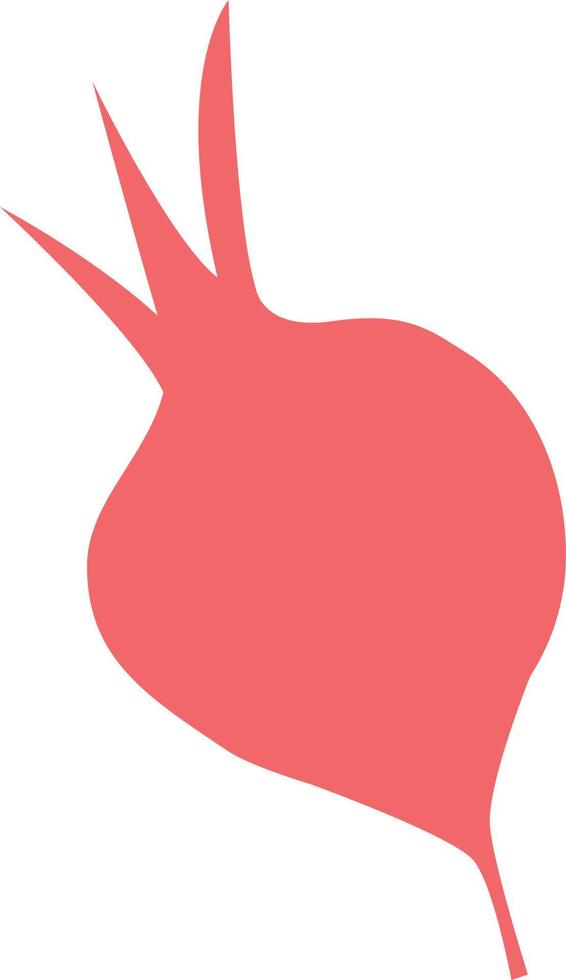 beetroot Illustration Vector