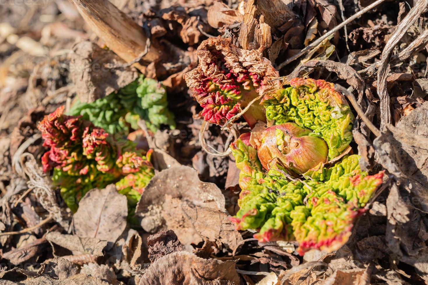 ruibarbo, reuma rabárbaro, coronas emergente desde el suelo en temprano primavera. joven dispara de el comestible ruibarbo planta foto