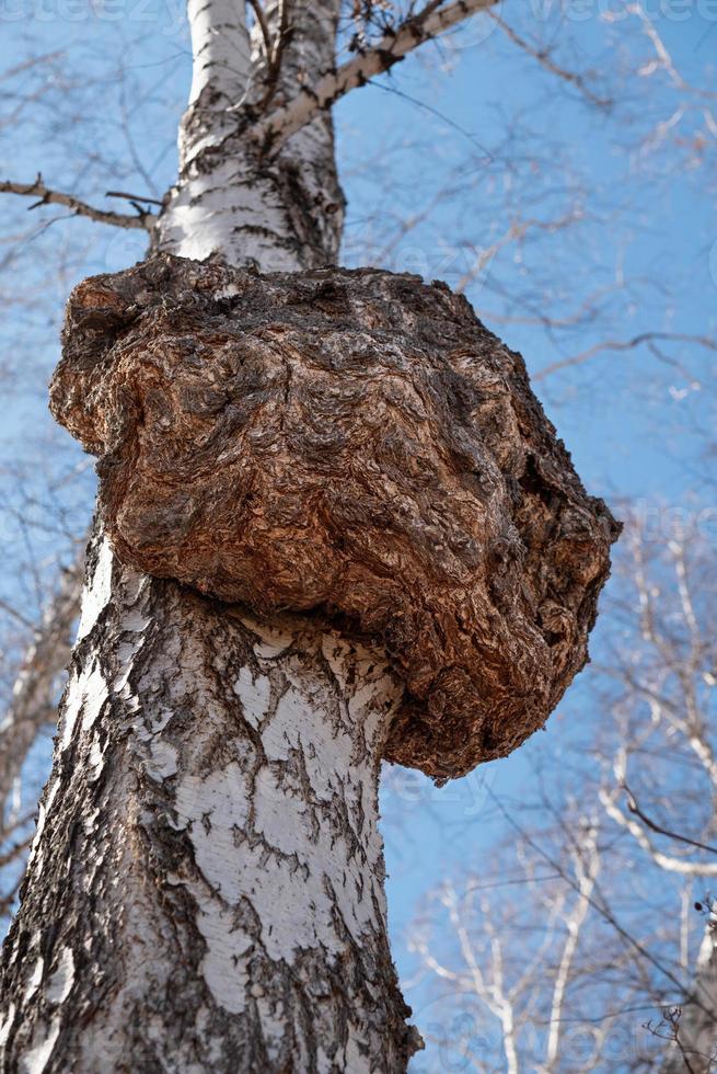huge growth on the trunk of a birch tree. A big forest tree is sick. photo