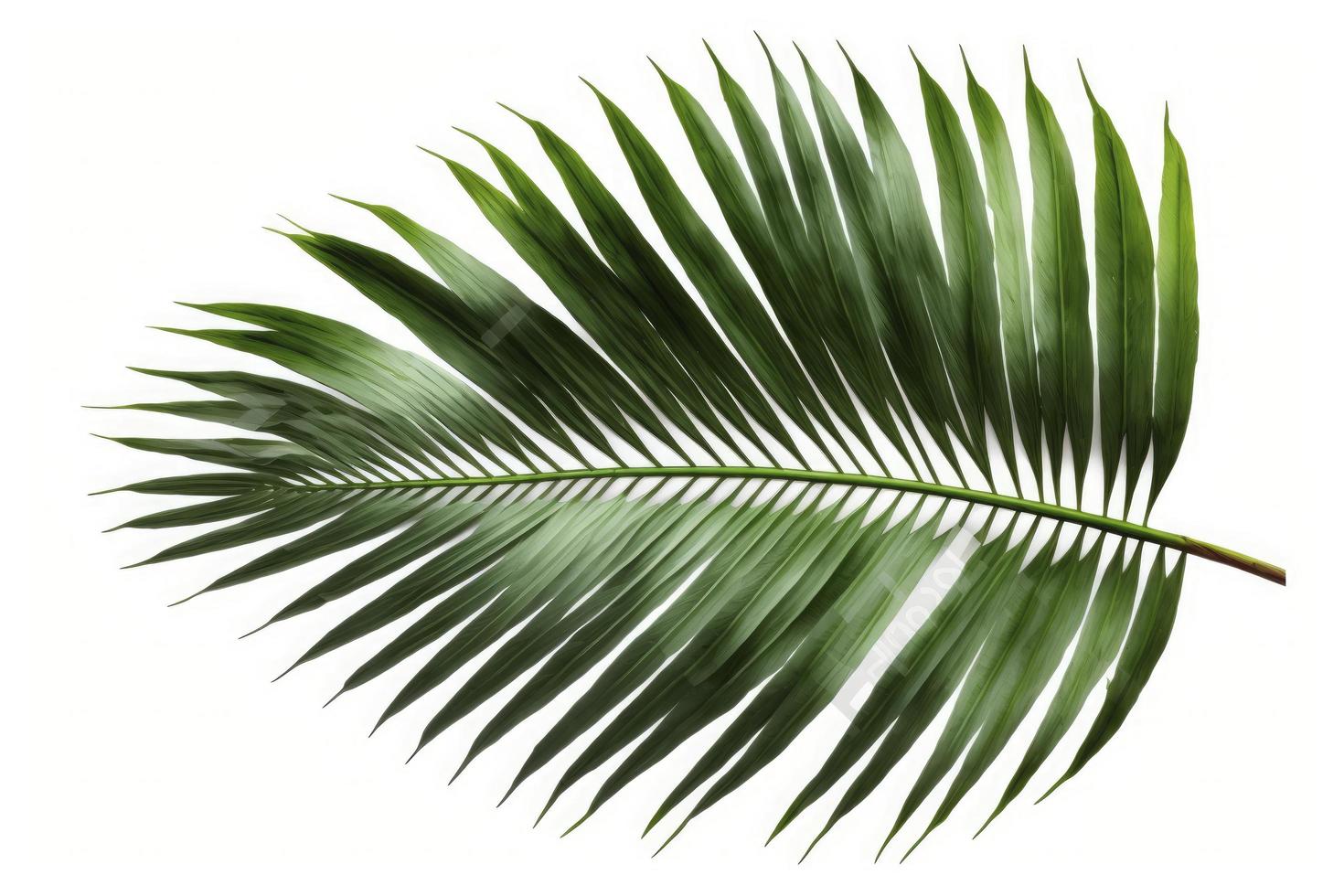 Tropical coconut leaf isolated on white background, palm tree isolated on white background, generate ai photo