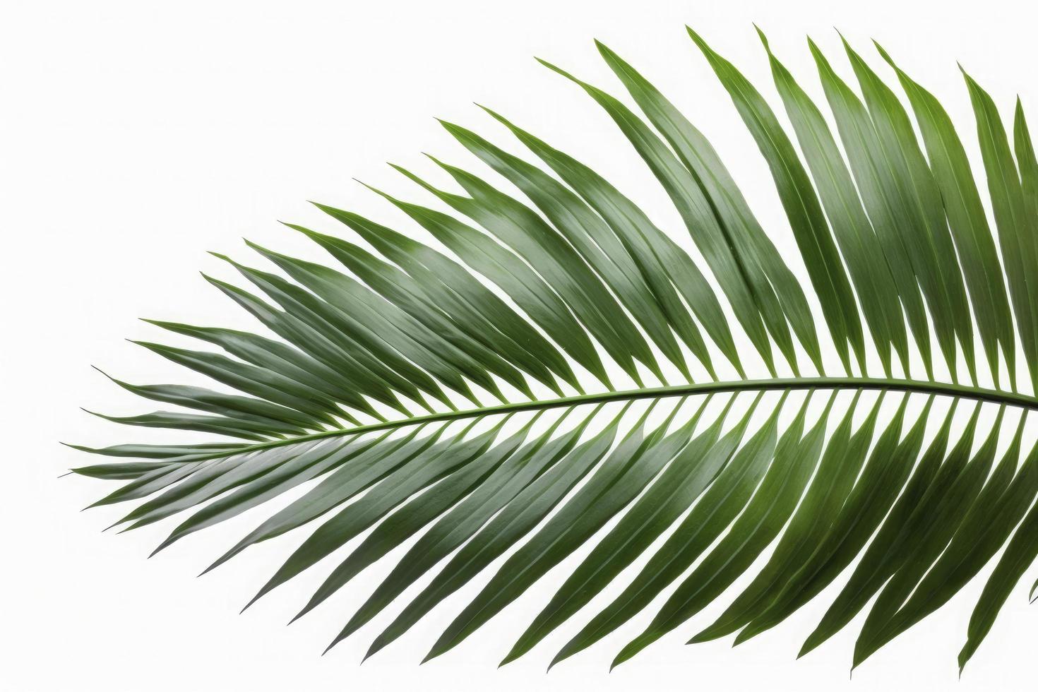 Tropical coconut leaf isolated on white background, palm tree isolated on white background, generate ai photo