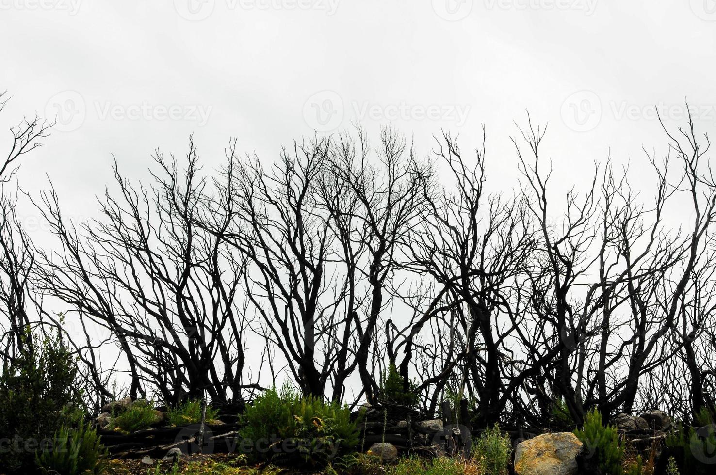 Trees in the forest photo