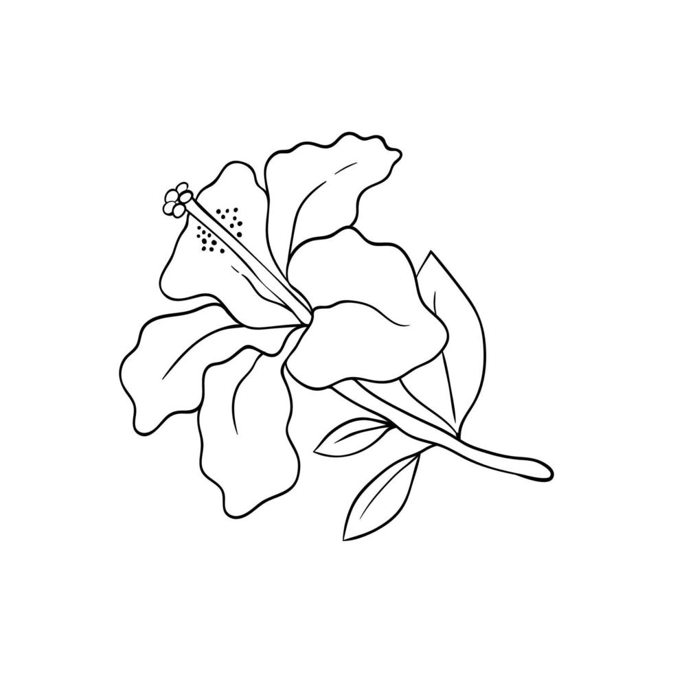 Hibiscus flower line art. Large bud of a tropical plant. For postcards and invitations vector