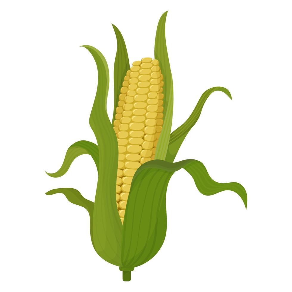 Corn is a big cob. Volumetric 3 d corn. For packaging, posters and advertising vector