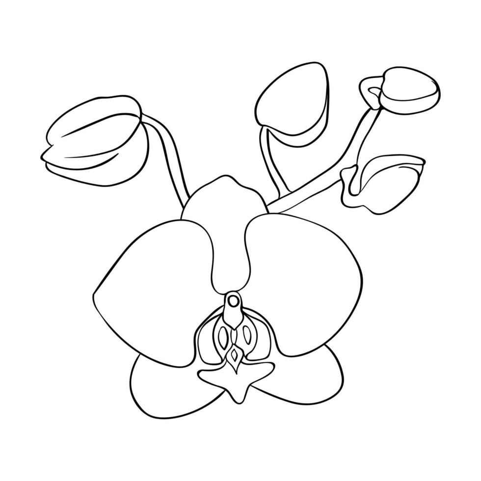 orquídea brote. orquídea flor cabeza, contorno dibujo. para tarjetas, Felicidades y invitaciones vector