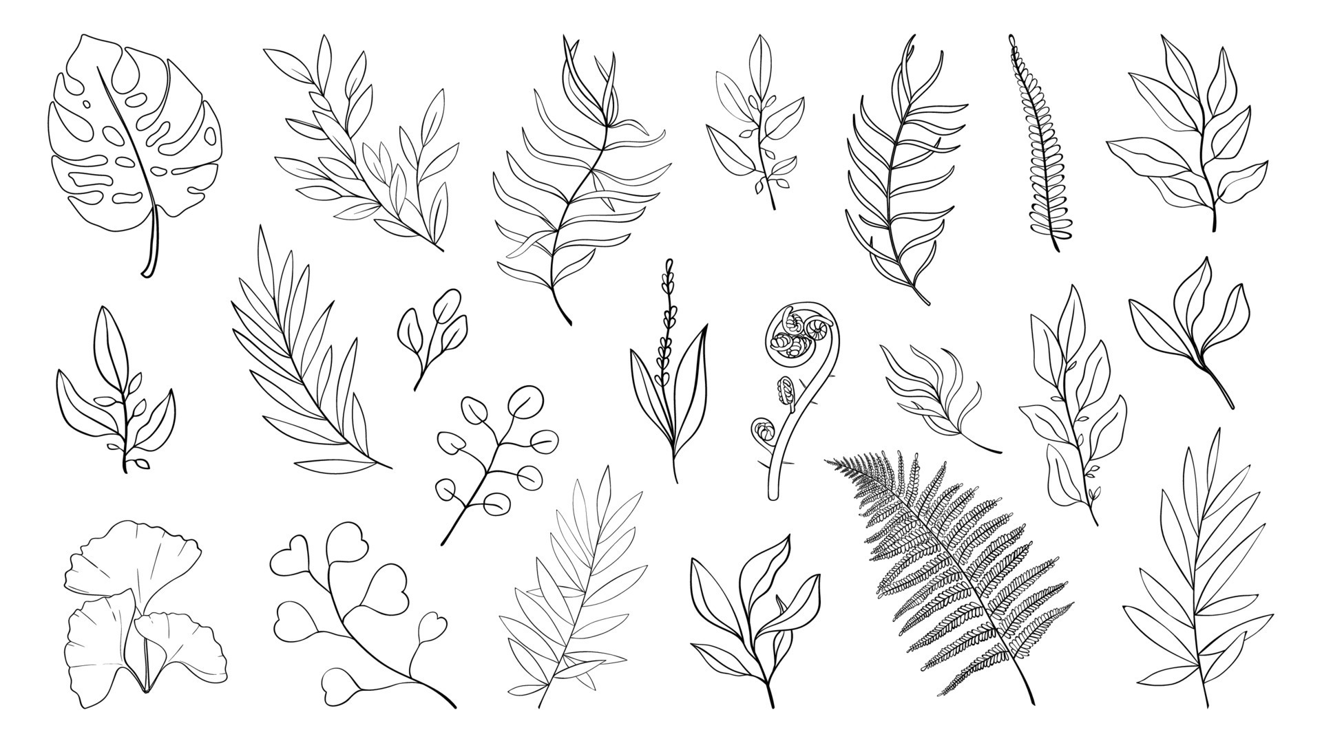 Simple herbs and leaf of forest plants and tropical leaves. Line drawing art botanical 22914240
