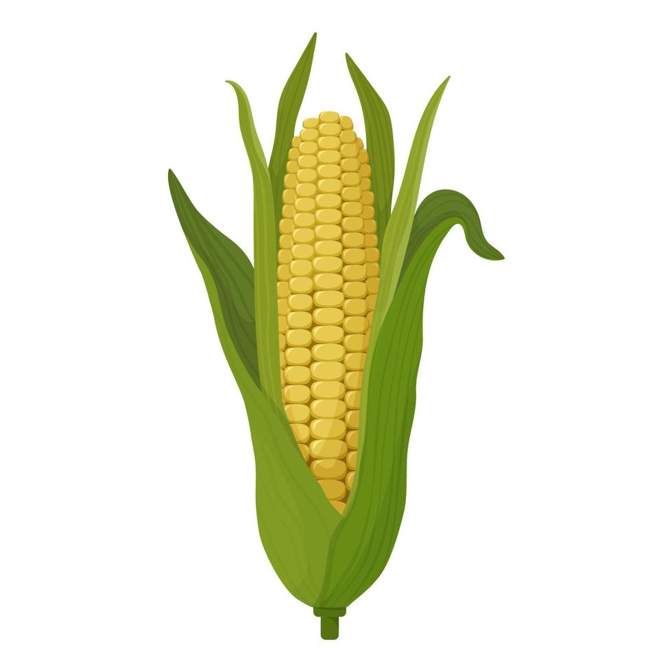 Corn drawing cartoon, large cob with leaves and grains. Corn icon vector