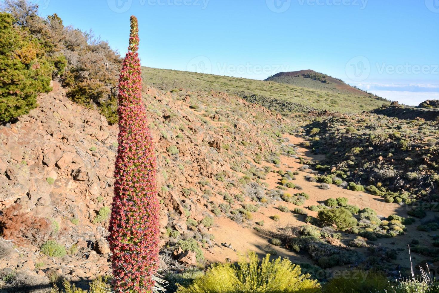 Flowers in the mountain photo