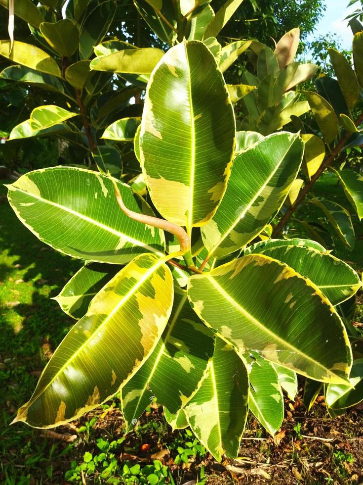 Ficus elastica plant photo