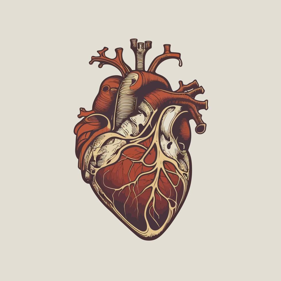 Human heart with veins and arteries. Vector illustration in vintage style.