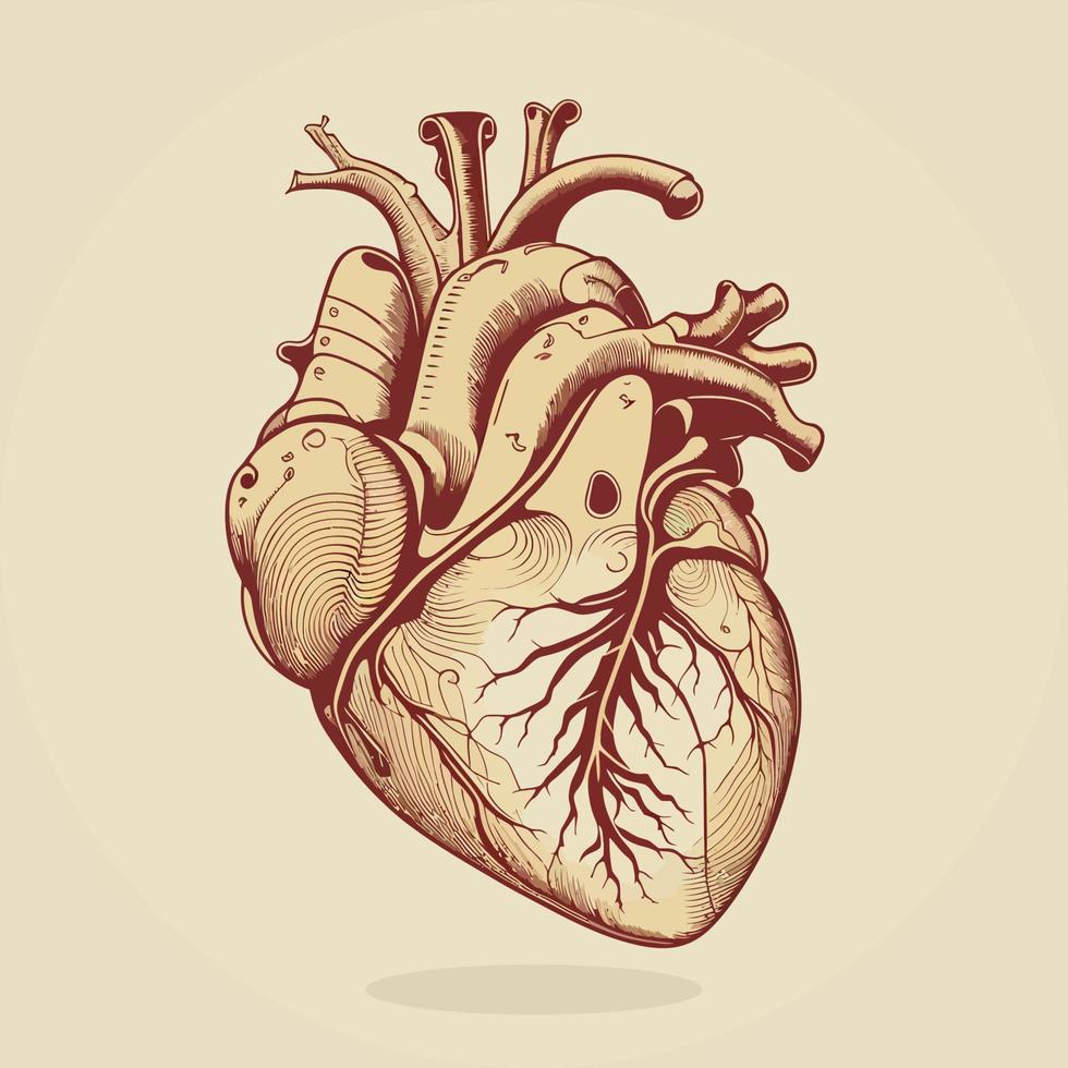 humano corazón con las venas y arterias vector ilustración en Clásico estilo.