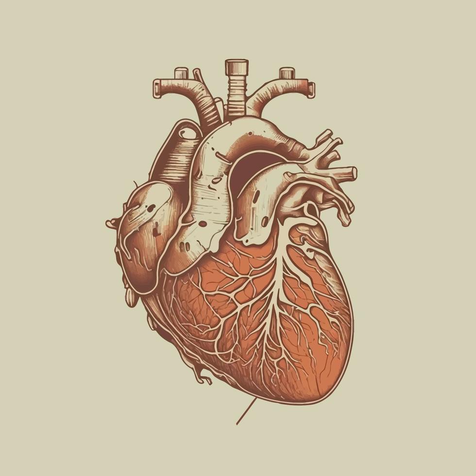 Human heart with veins and arteries. Vector illustration in vintage style.