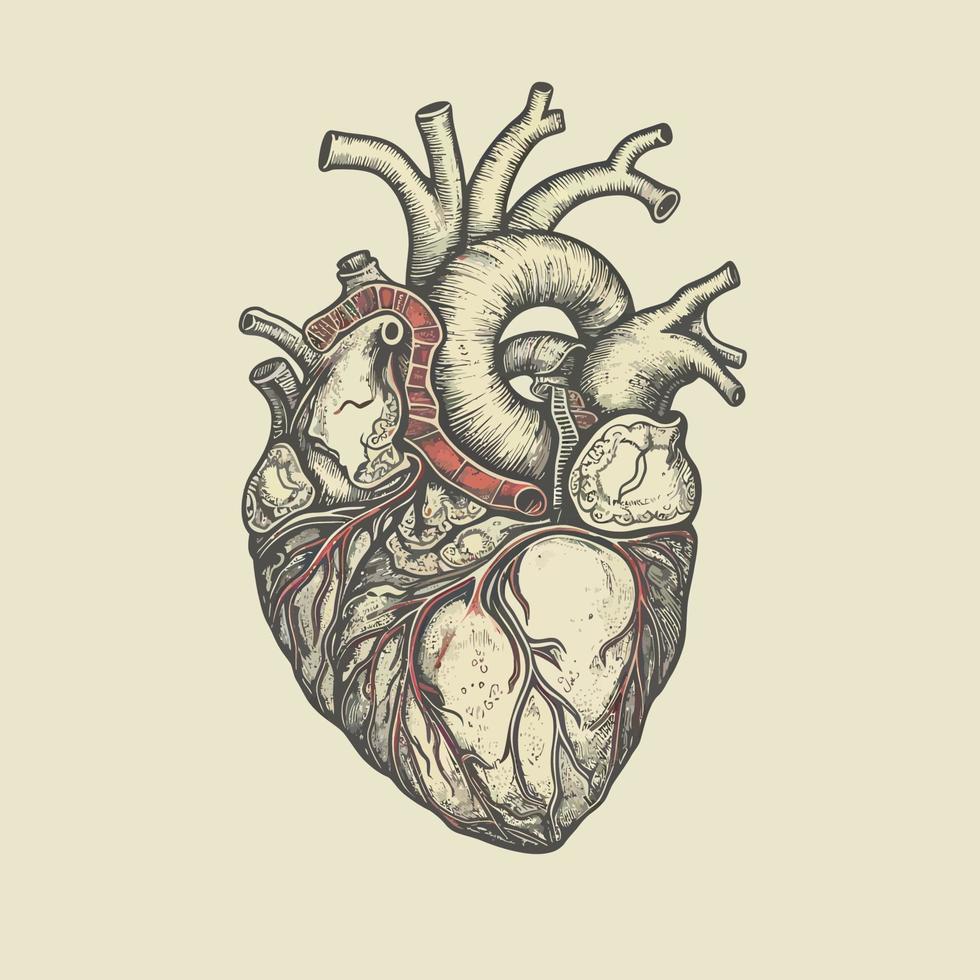 humano corazón con las venas y arterias vector ilustración en Clásico estilo.