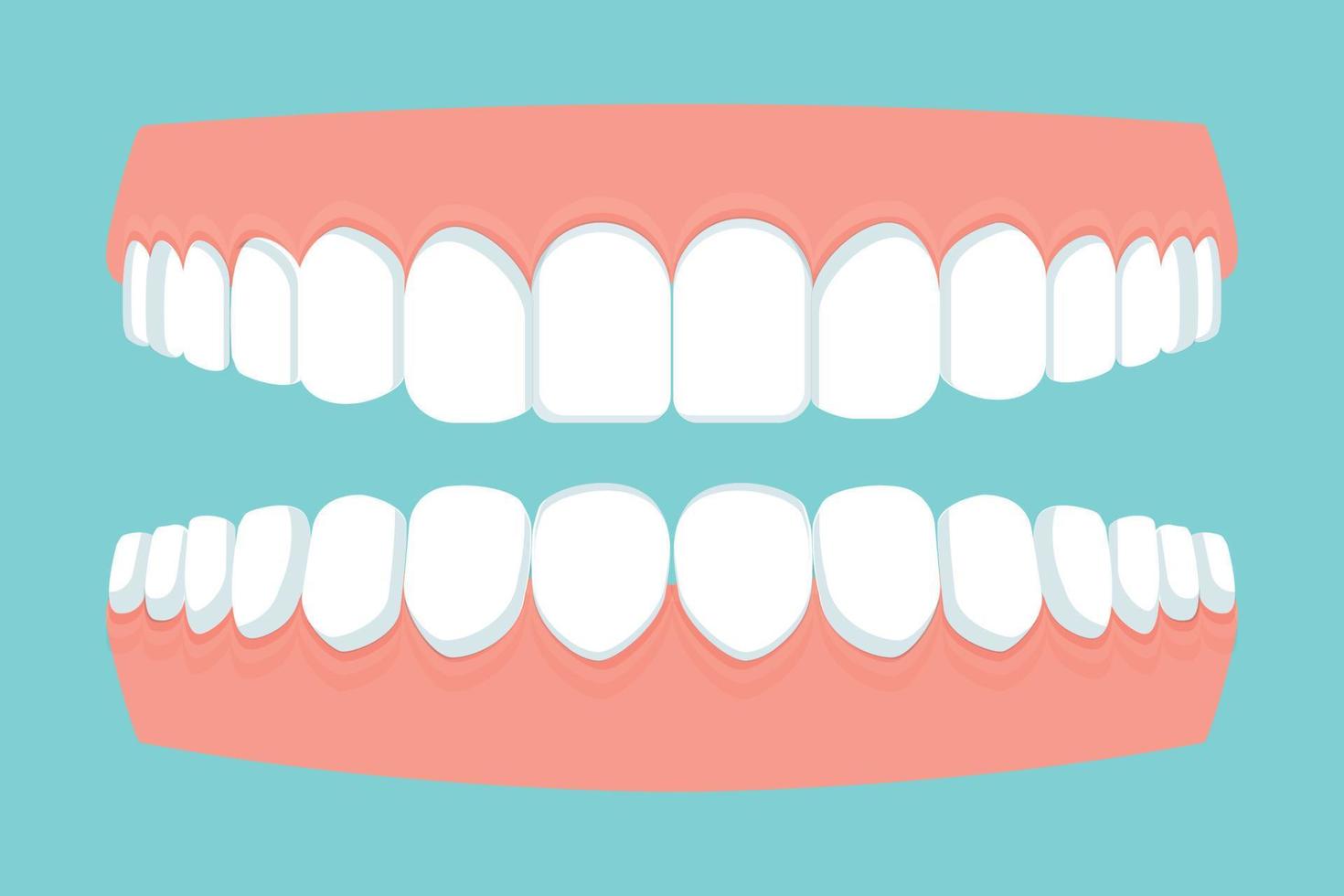 Open human mouth with jaws full of teeth, gums isolated. Dental, stomatology concept. Flat style, bright medical clipart. Vector illustration