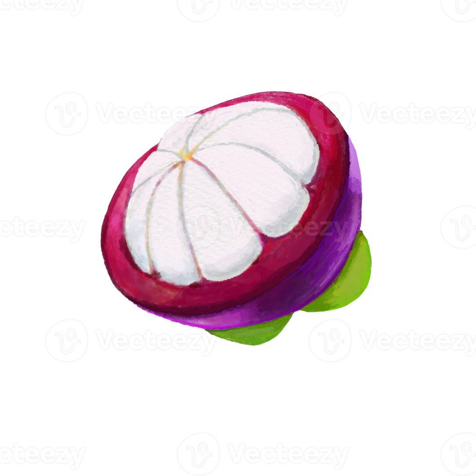 waterverf en tekening voor vers zoet mangosteen. digitaal schilderij van fruit illustratie. png