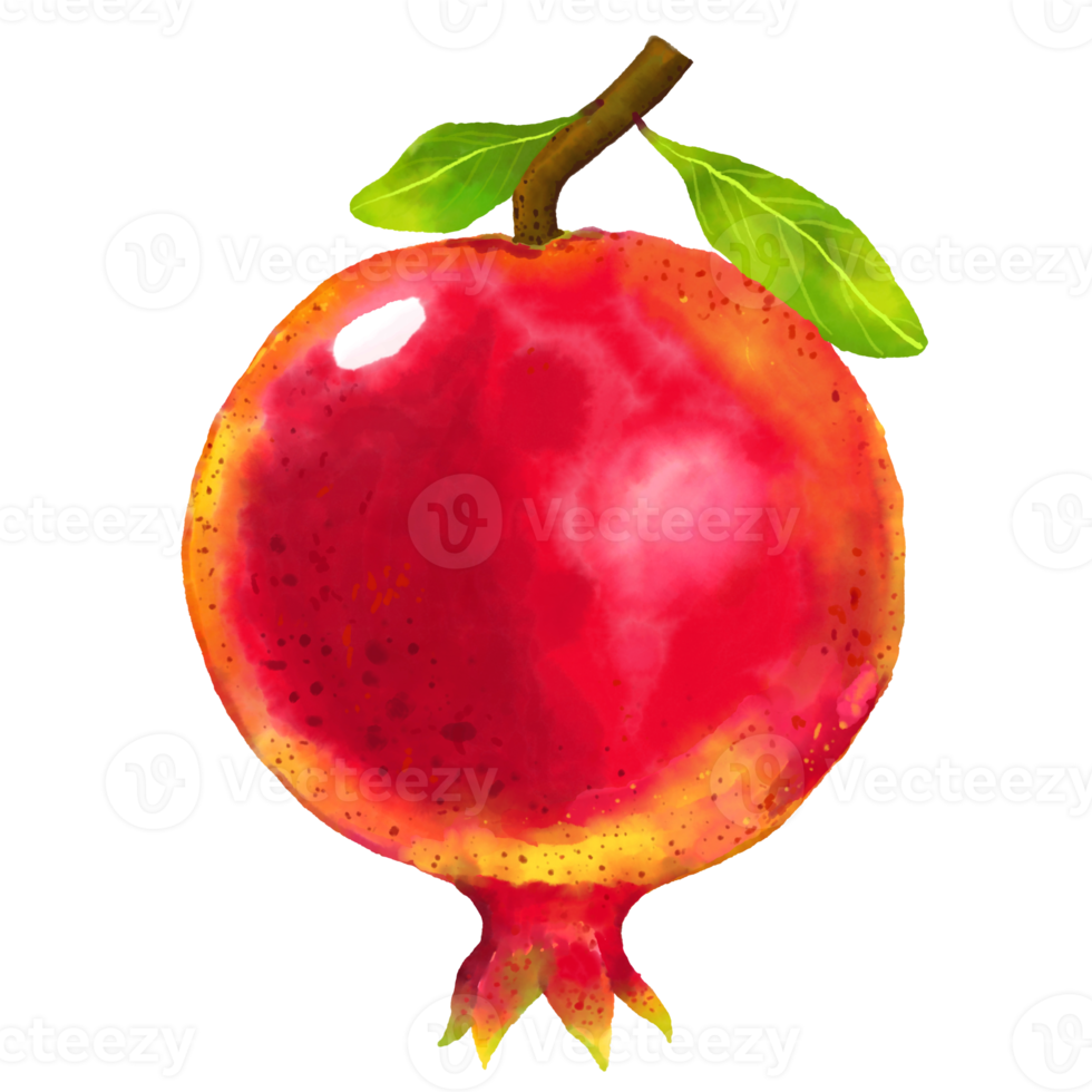 waterverf en tekening voor vers zoet rood granaatappel. digitaal schilderij van fruit illustratie. png
