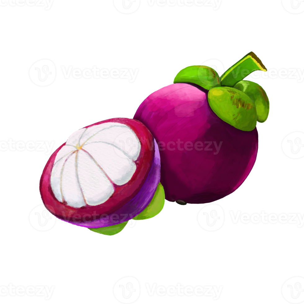 Watercolor and drawing for fresh sweet mangosteen. Digital painting of