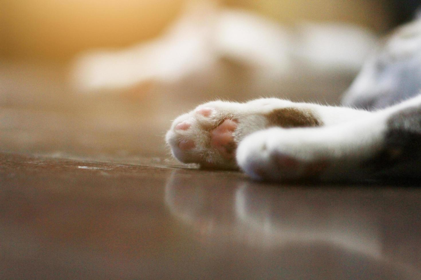 Paws white cat enjoy and relax on wooden floor photo