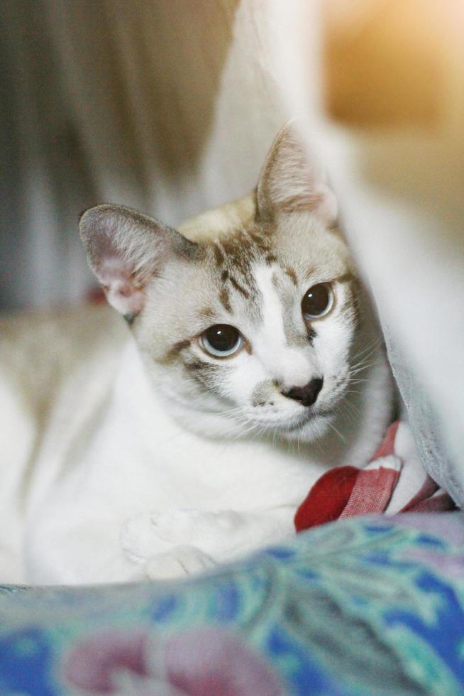 Grey striped cat enjoy and relax on the bed photo