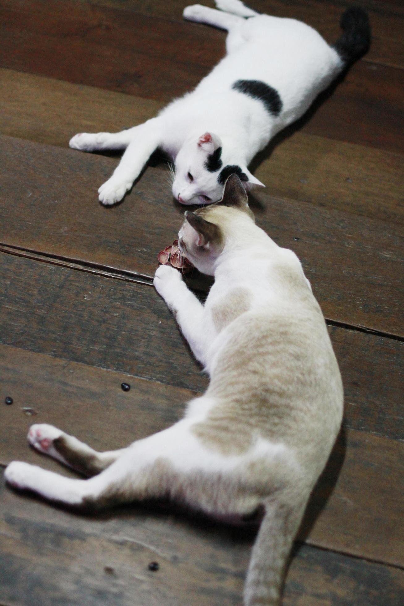 Grey striped and white cat enjoy and relax on the bed 22916563 Stock