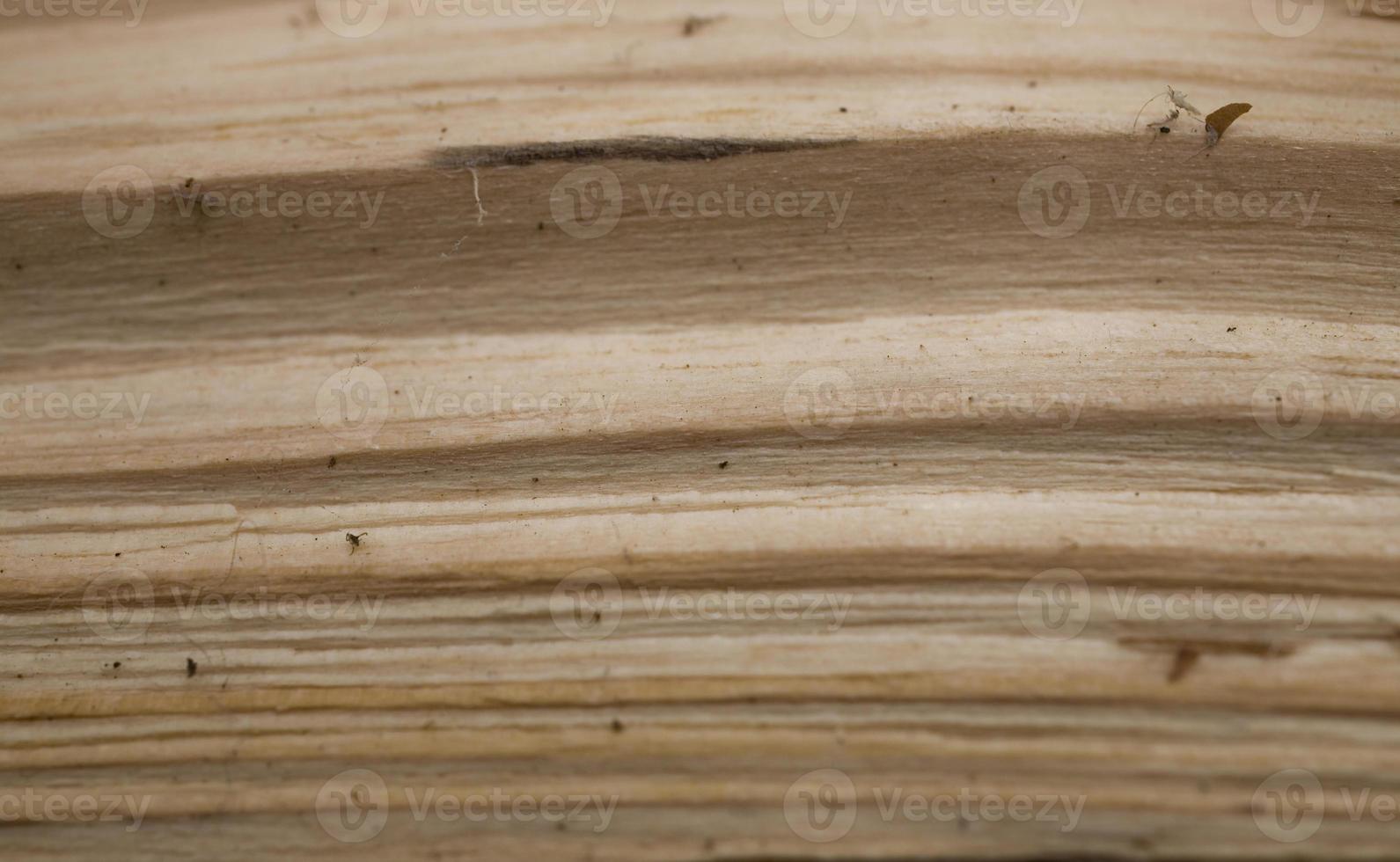 Tree trunk after being cut, background photo