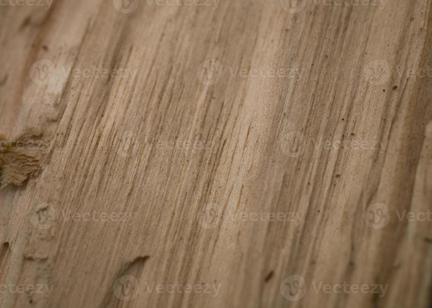 Tree trunk after being cut, background photo