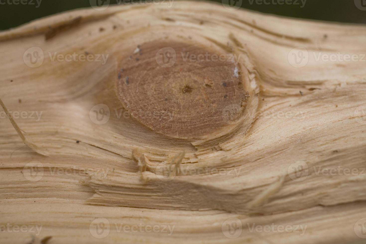Tree trunk after being cut, background photo