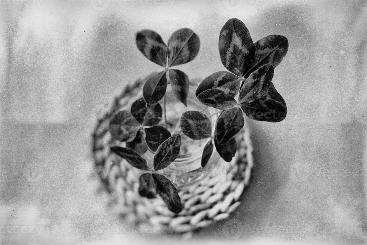 a bouquet of l field four-leaf clovers in a small vase on a light smooth background photo