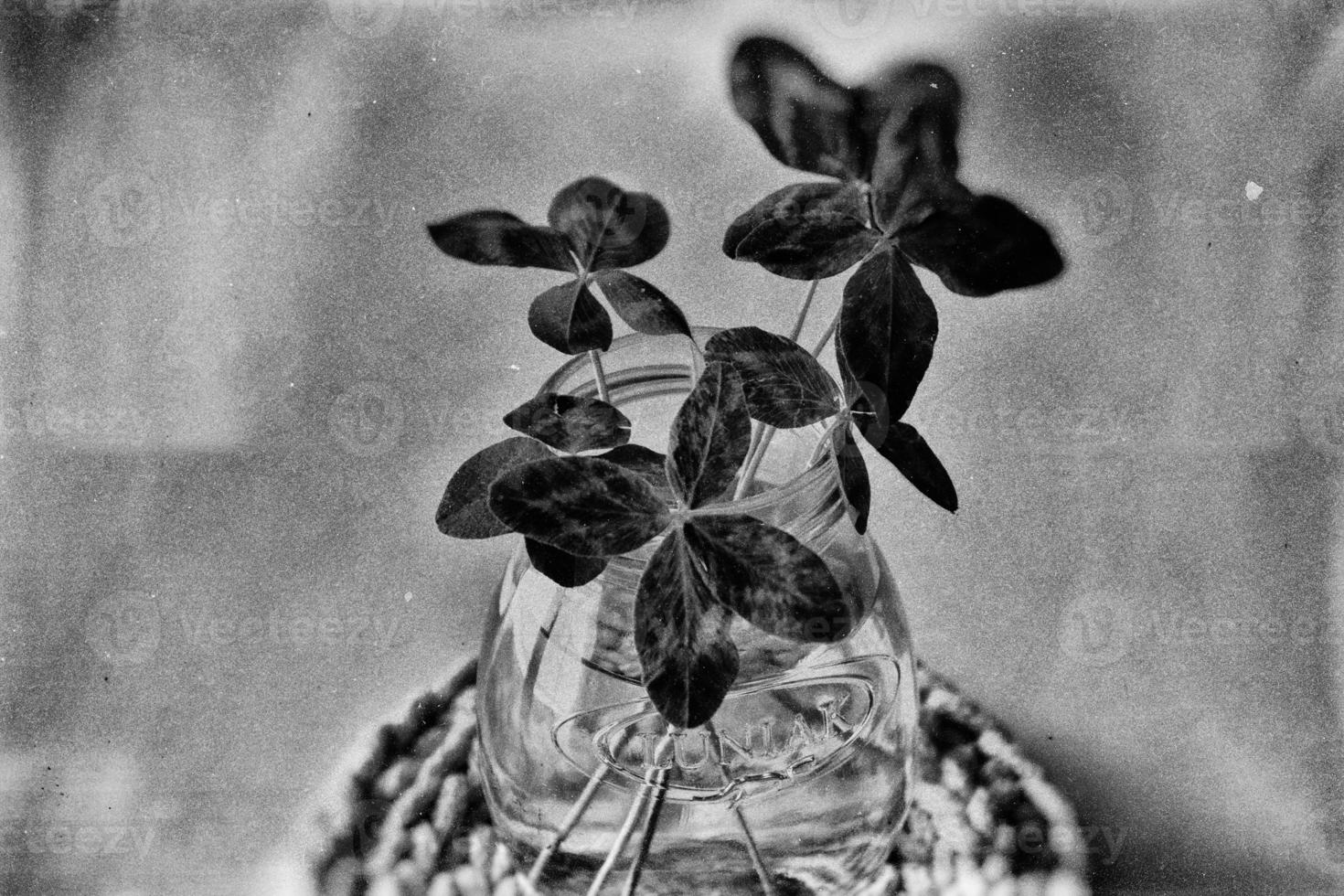 a bouquet of l field four-leaf clovers in a small vase on a light smooth background photo