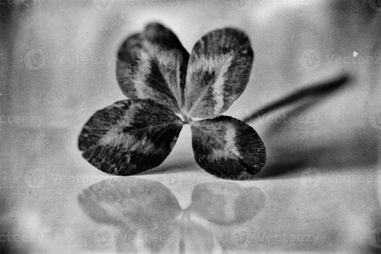 a bouquet of l field four-leaf clovers in a small vase on a light smooth background photo