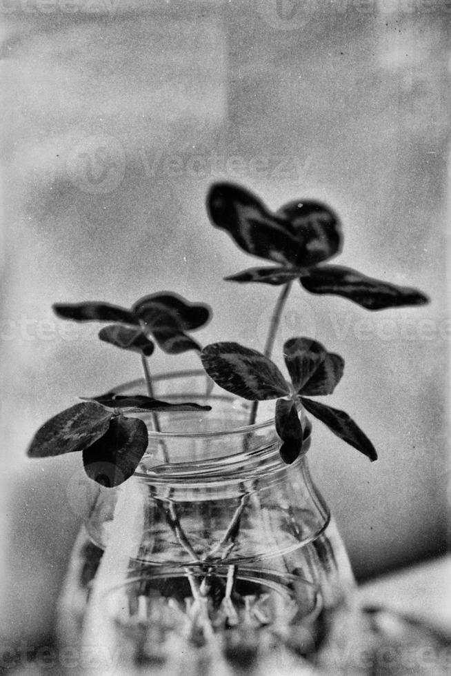 a bouquet of l field four-leaf clovers in a small vase on a light smooth background photo