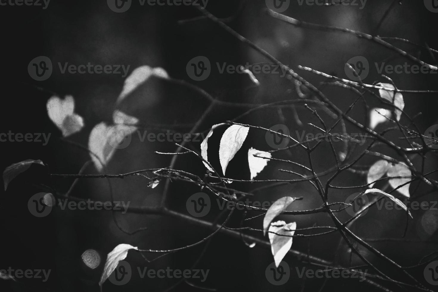 autumn branches of a tree dressed in leaves and raindrops shining in the sun photo