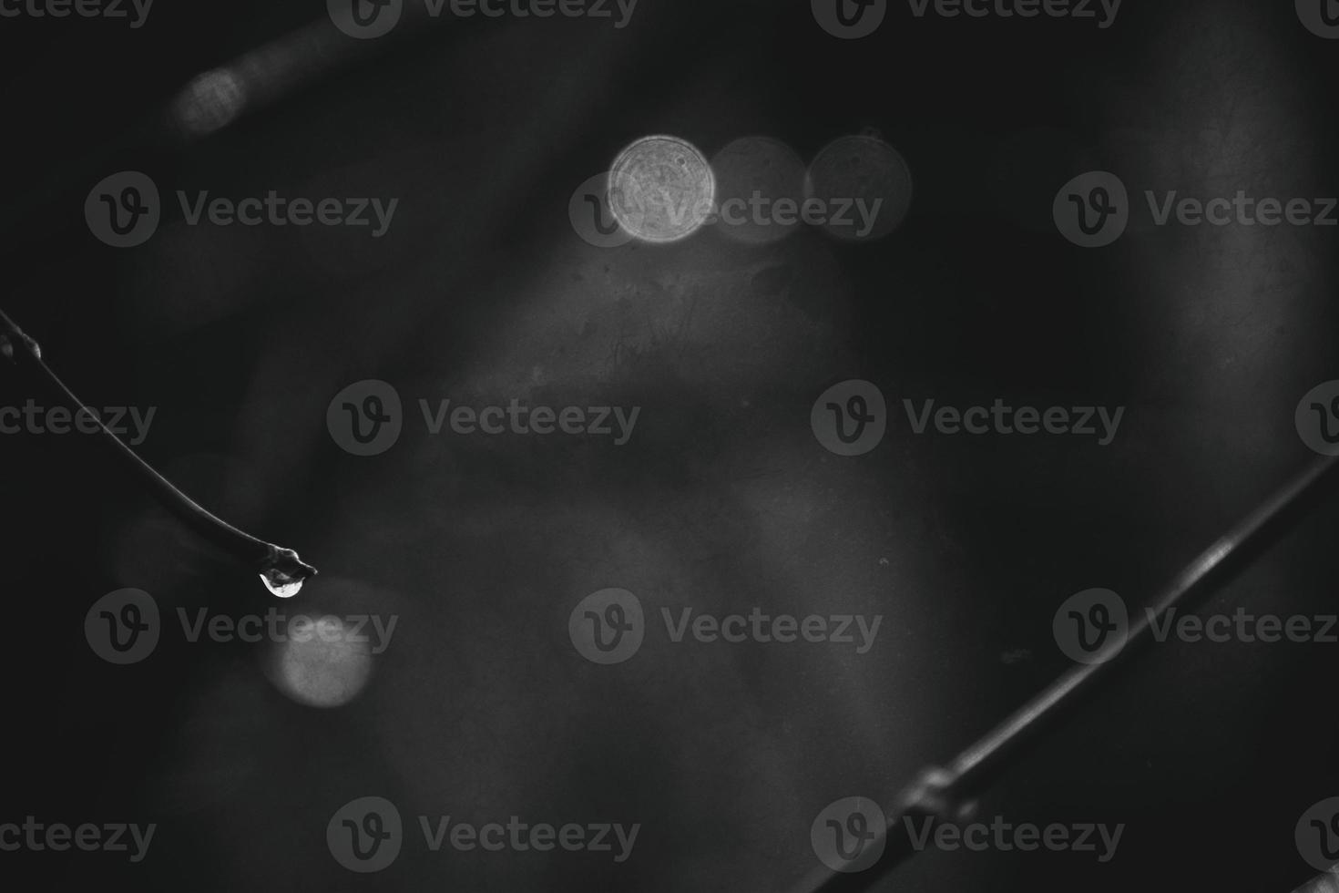 autumn branches of a tree dressed in leaves and raindrops shining in the sun photo