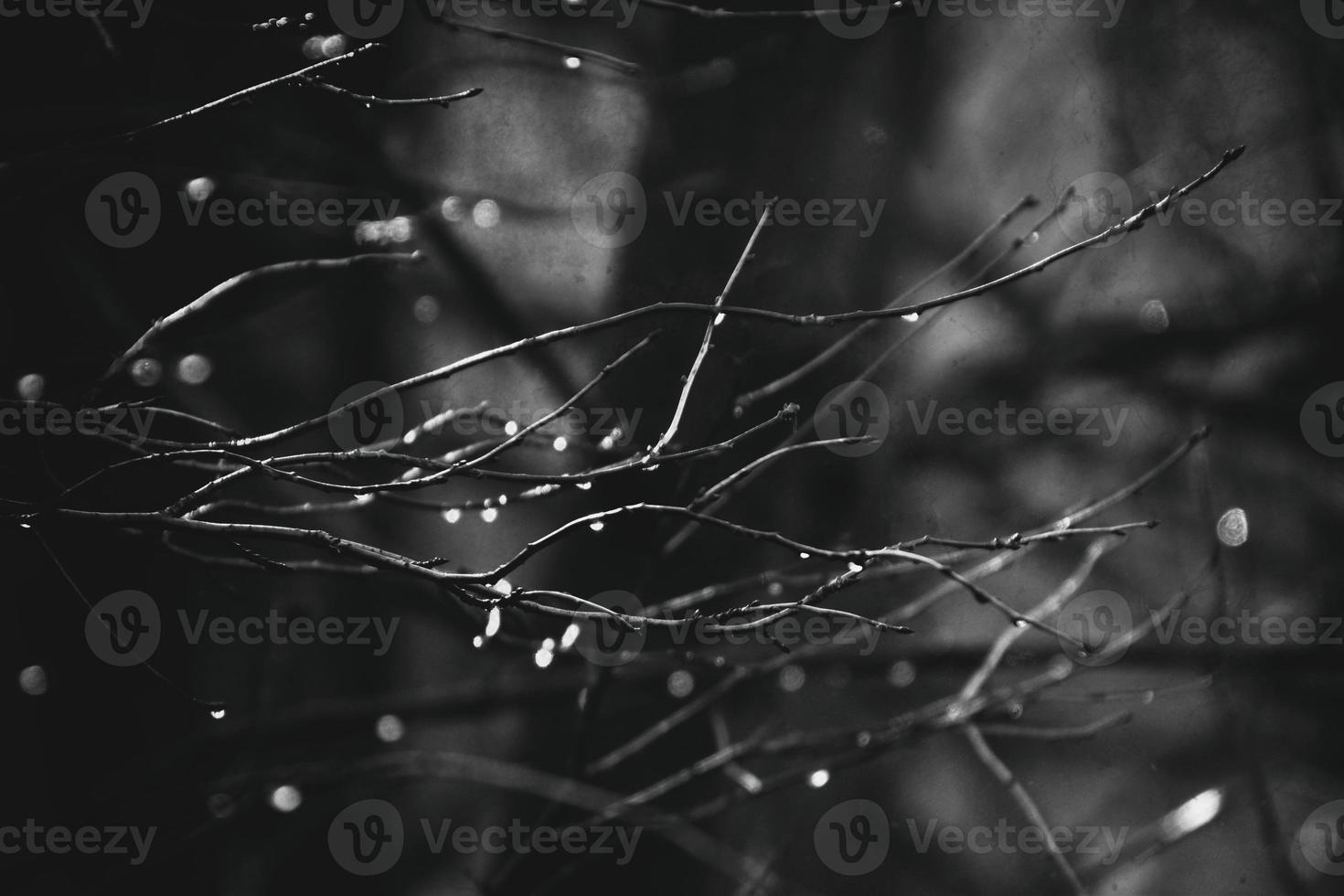 otoño ramas de un árbol vestido en hojas y gotas de lluvia brillante en el Dom foto