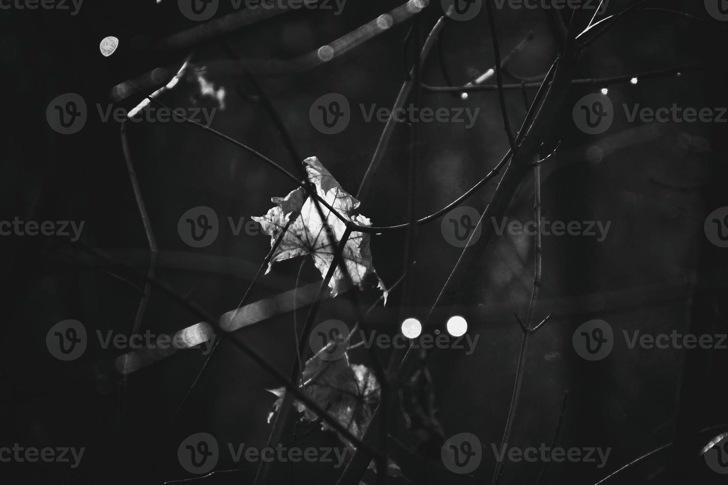 autumn branches of a tree dressed in leaves and raindrops shining in the sun photo