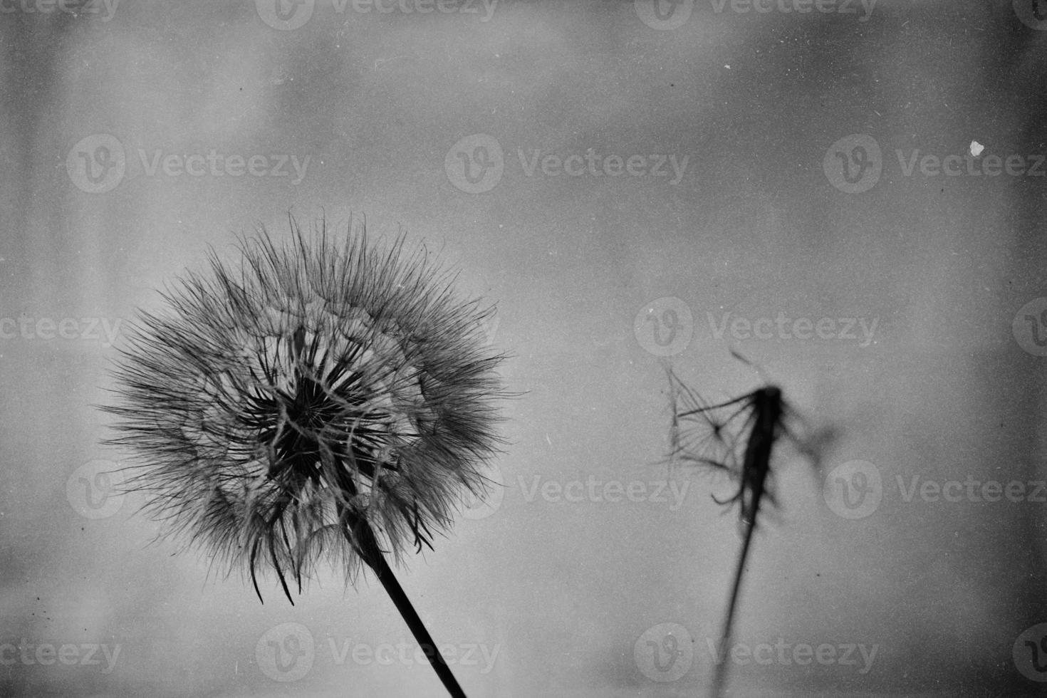 beautiful summer natural flower dandelion in close-up photo