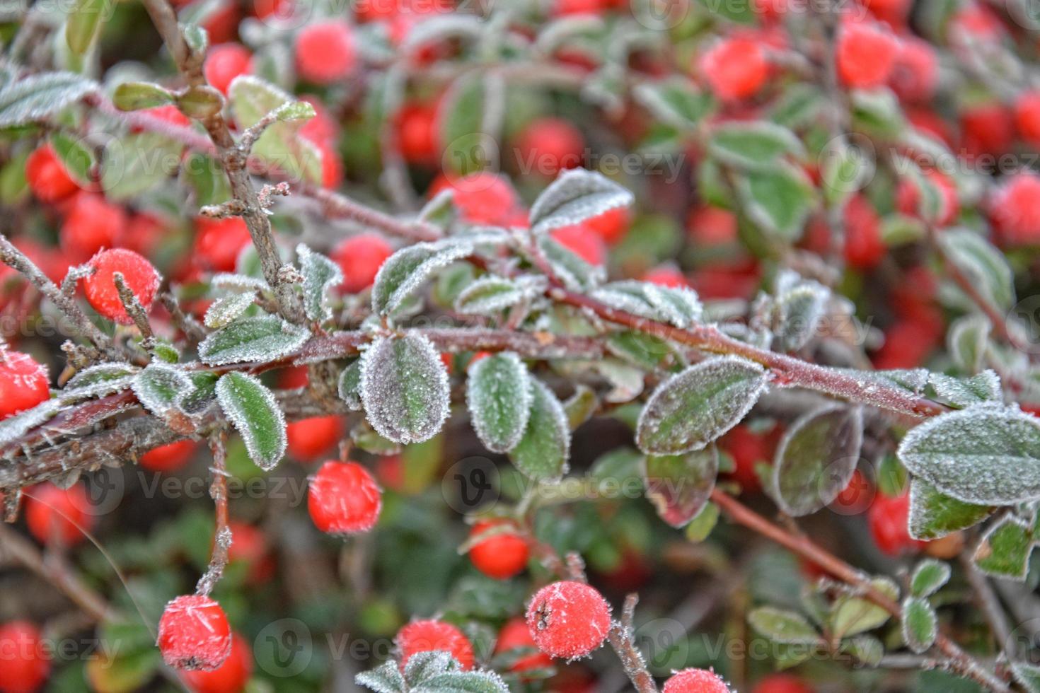 arbusto con verde hojas y rojo frutas cubierto con blanco escarcha foto