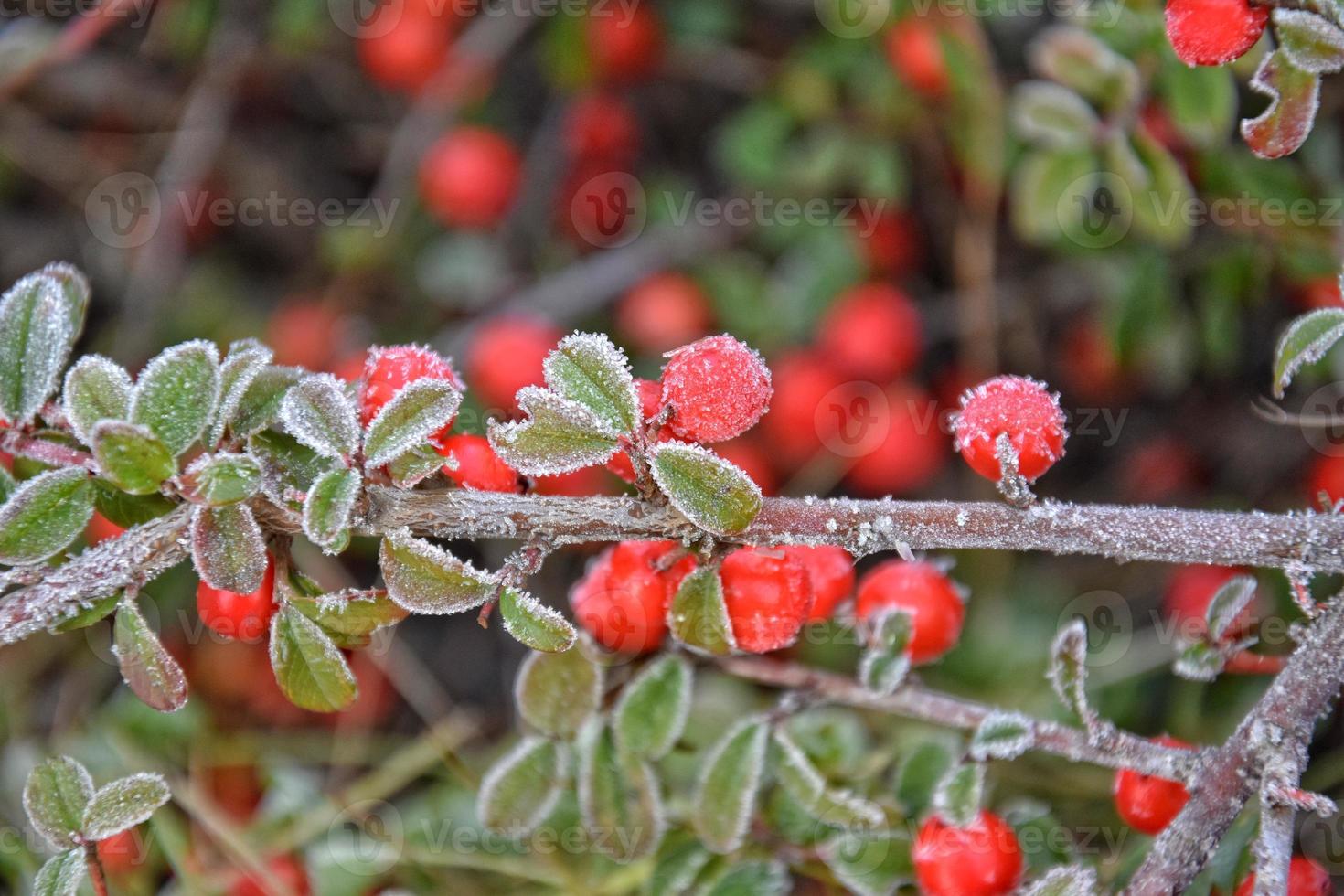 shrub with green leaves and red fruits covered with white frost photo
